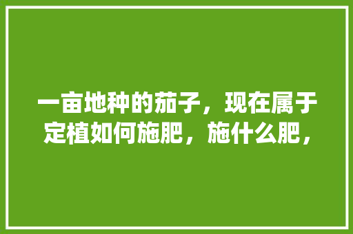 一亩地种的茄子,现在属于定植如何施肥,施什么肥,肥料量需要兑多少水_稻田种植番茄怎么施肥视频 种植技巧 一亩地种的茄子,现在属于定植如何施肥,施什么肥,肥料量需要兑多少水_稻田种植番茄怎么施肥视频 一亩地种的茄子,现在属于定植如何施肥,施什么肥,肥料量需要兑多少水_稻田种植番茄怎么施肥视频 种植技巧