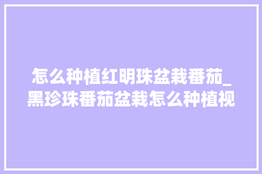 怎么种植红明珠盆栽番茄_黑珍珠番茄盆栽怎么种植视频 怎么种植红明珠盆栽番茄_黑珍珠番茄盆栽怎么种植视频 种植技巧