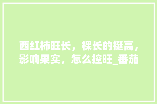 西红柿旺长，棵长的挺高，影响果实，怎么控旺_番茄苗很长怎么种植好看 西红柿旺长，棵长的挺高，影响果实，怎么控旺_番茄苗很长怎么种植好看 番茄种植技巧