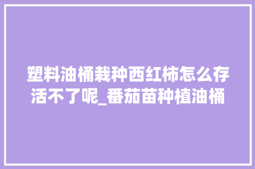 塑料油桶栽种西红柿怎么存活不了呢_番茄苗种植油桶怎么种植