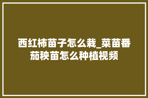 西红柿苗子怎么栽_菜苗番茄秧苗怎么种植视频