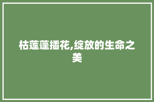 枯莲蓬插花,绽放的生命之美