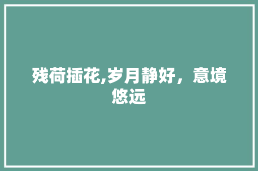残荷插花,岁月静好，意境悠远