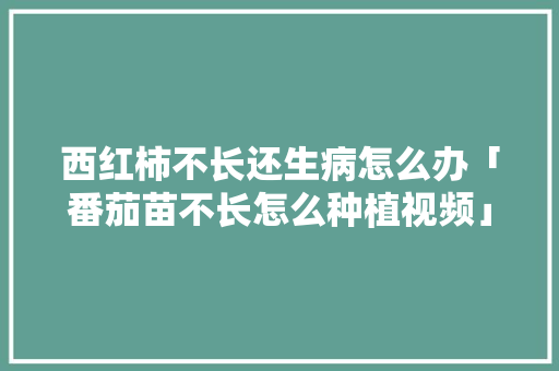 西红柿不长还生病怎么办「番茄苗不长怎么种植视频」 西红柿不长还生病怎么办「番茄苗不长怎么种植视频」 种植技巧
