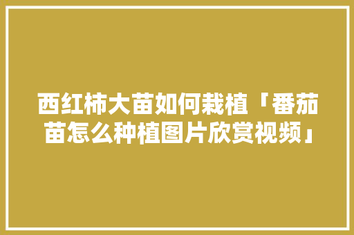 西红柿大苗如何栽植「番茄苗怎么种植图片欣赏视频」 西红柿大苗如何栽植「番茄苗怎么种植图片欣赏视频」 番茄种植技巧