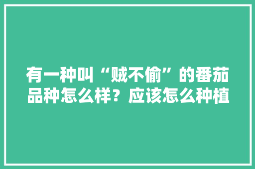 有一种叫“贼不偷”的番茄品种怎么样？应该怎么种植呢「甜番茄怎么种植的图片大全」 有一种叫“贼不偷”的番茄品种怎么样？应该怎么种植呢「甜番茄怎么种植的图片大全」 植物种类