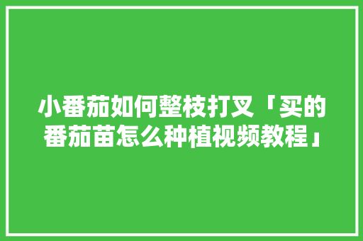 小番茄如何整枝打叉「买的番茄苗怎么种植视频教程」 小番茄如何整枝打叉「买的番茄苗怎么种植视频教程」 土壤施肥