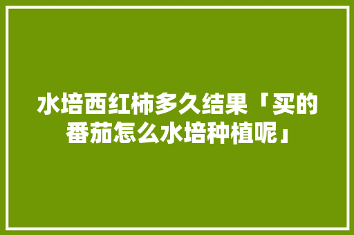 水培西红柿多久结果「买的番茄怎么水培种植呢」 水培西红柿多久结果「买的番茄怎么水培种植呢」 花朵知识