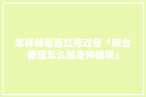 怎样储藏西红柿过冬「阳台番茄怎么越冬种植呢」 怎样储藏西红柿过冬「阳台番茄怎么越冬种植呢」 土壤施肥