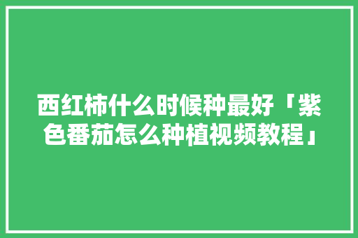 西红柿什么时候种最好「紫色番茄怎么种植视频教程」 西红柿什么时候种最好「紫色番茄怎么种植视频教程」 种植技巧