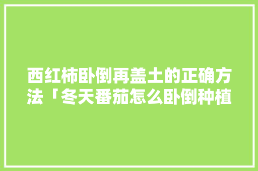 西红柿卧倒再盖土的正确方法「冬天番茄怎么卧倒种植呢」