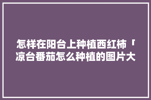 怎样在阳台上种植西红柿「凉台番茄怎么种植的图片大全」 怎样在阳台上种植西红柿「凉台番茄怎么种植的图片大全」 番茄种植技巧