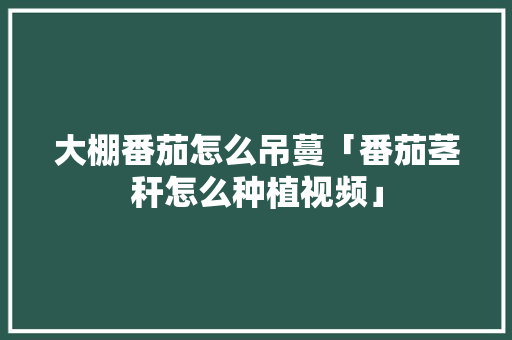大棚番茄怎么吊蔓「番茄茎秆怎么种植视频」