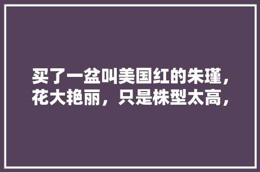 买了一盆叫美国红的朱瑾，花大艳丽，只是株型太高，怎样使用矮壮素等激素控制株型呢「番茄的侧枝怎么种植视频教程」 买了一盆叫美国红的朱瑾，花大艳丽，只是株型太高，怎样使用矮壮素等激素控制株型呢「番茄的侧枝怎么种植视频教程」 番茄种植技巧