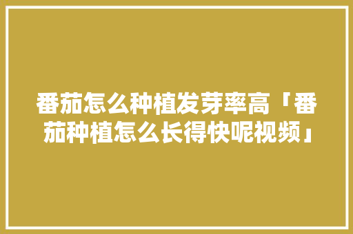 番茄怎么种植发芽率高「番茄种植怎么长得快呢视频」