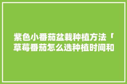 紫色小番茄盆栽种植方法「草莓番茄怎么选种植时间和方法」 紫色小番茄盆栽种植方法「草莓番茄怎么选种植时间和方法」 种植技巧