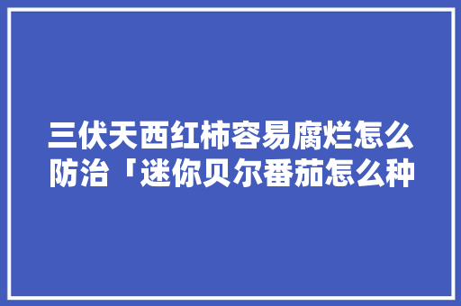 三伏天西红柿容易腐烂怎么防治「迷你贝尔番茄怎么种植的」 三伏天西红柿容易腐烂怎么防治「迷你贝尔番茄怎么种植的」 土壤施肥