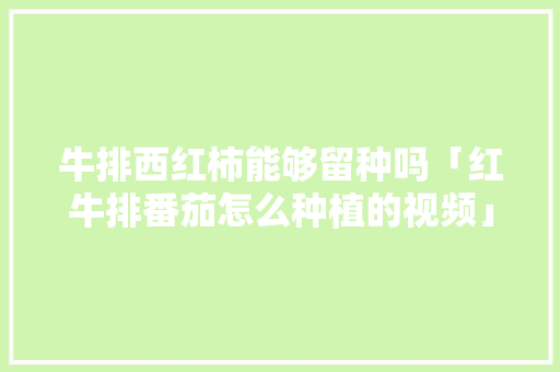 牛排西红柿能够留种吗「红牛排番茄怎么种植的视频」 牛排西红柿能够留种吗「红牛排番茄怎么种植的视频」 番茄种植技巧