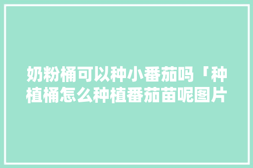 奶粉桶可以种小番茄吗「种植桶怎么种植番茄苗呢图片」 奶粉桶可以种小番茄吗「种植桶怎么种植番茄苗呢图片」 种植技巧