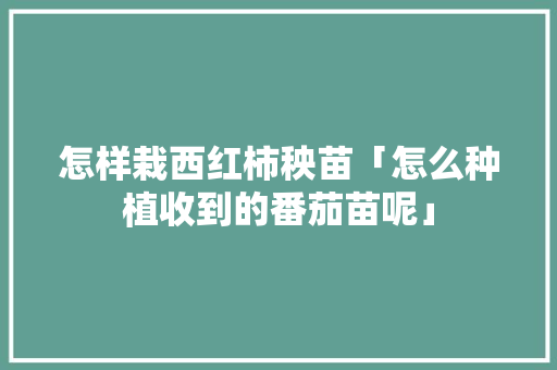 怎样栽西红柿秧苗「怎么种植收到的番茄苗呢」 怎样栽西红柿秧苗「怎么种植收到的番茄苗呢」 种植技巧