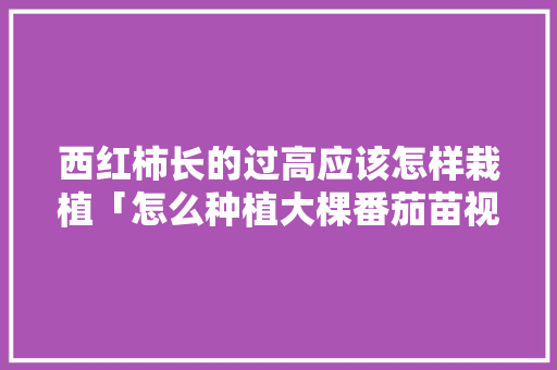 西红柿长的过高应该怎样栽植「怎么种植大棵番茄苗视频」 西红柿长的过高应该怎样栽植「怎么种植大棵番茄苗视频」 植物种类
