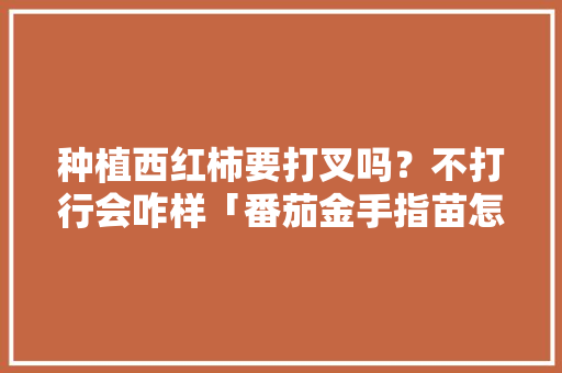 种植西红柿要打叉吗？不打行会咋样「番茄金手指苗怎么种植视频」 种植西红柿要打叉吗？不打行会咋样「番茄金手指苗怎么种植视频」 番茄种植技巧