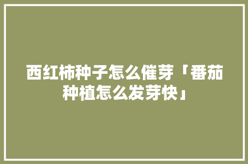 西红柿种子怎么催芽「番茄种植怎么发芽快」 西红柿种子怎么催芽「番茄种植怎么发芽快」 花朵知识