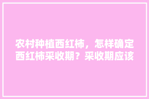 农村种植西红柿，怎样确定西红柿采收期？采收期应该掌握哪些技术「甜番茄怎么种植视频播放教程」 农村种植西红柿，怎样确定西红柿采收期？采收期应该掌握哪些技术「甜番茄怎么种植视频播放教程」 番茄病虫害防治