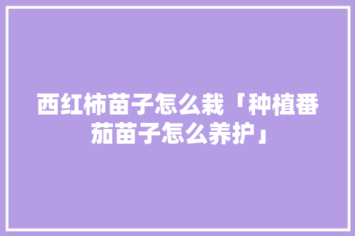 西红柿苗子怎么栽「种植番茄苗子怎么养护」