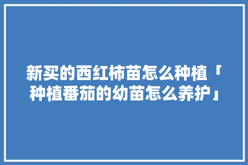 新买的西红柿苗怎么种植「种植番茄的幼苗怎么养护」 新买的西红柿苗怎么种植「种植番茄的幼苗怎么养护」 番茄种植技巧