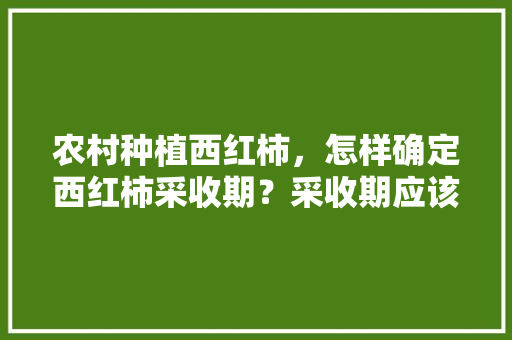 农村种植西红柿，怎样确定西红柿采收期？采收期应该掌握哪些技术「室外怎么种植番茄树视频教程」 农村种植西红柿，怎样确定西红柿采收期？采收期应该掌握哪些技术「室外怎么种植番茄树视频教程」 土壤施肥