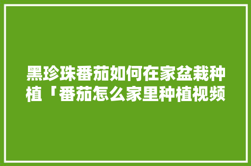 黑珍珠番茄如何在家盆栽种植「番茄怎么家里种植视频」 黑珍珠番茄如何在家盆栽种植「番茄怎么家里种植视频」 土壤施肥