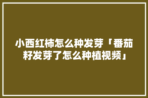 小西红柿怎么种发芽「番茄籽发芽了怎么种植视频」 小西红柿怎么种发芽「番茄籽发芽了怎么种植视频」 农业常识