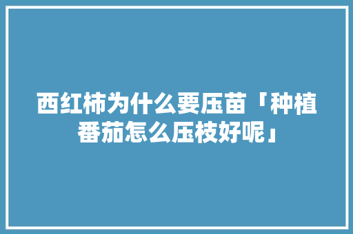 西红柿为什么要压苗「种植番茄怎么压枝好呢」 西红柿为什么要压苗「种植番茄怎么压枝好呢」 种植技巧