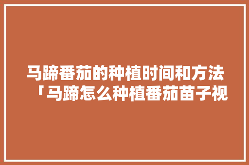 马蹄番茄的种植时间和方法「马蹄怎么种植番茄苗子视频」