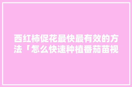 西红柿促花最快最有效的方法「怎么快速种植番茄苗视频」 西红柿促花最快最有效的方法「怎么快速种植番茄苗视频」 番茄种植技巧