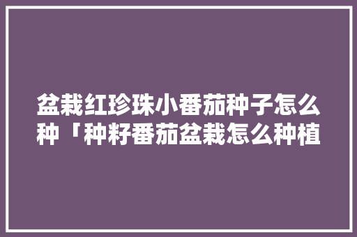 盆栽红珍珠小番茄种子怎么种「种籽番茄盆栽怎么种植视频」 盆栽红珍珠小番茄种子怎么种「种籽番茄盆栽怎么种植视频」 植物种类
