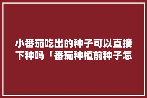 小番茄吃出的种子可以直接下种吗「番茄种植前种子怎么处理好」