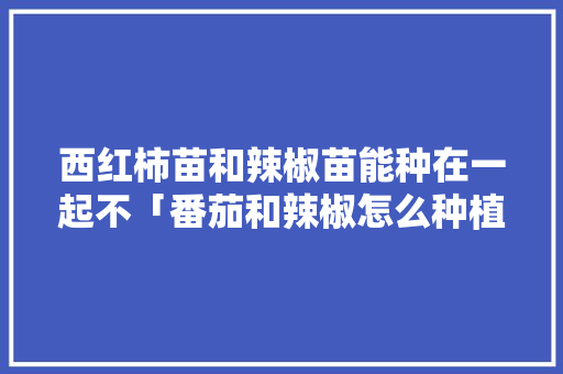 西红柿苗和辣椒苗能种在一起不「番茄和辣椒怎么种植技术视频」 西红柿苗和辣椒苗能种在一起不「番茄和辣椒怎么种植技术视频」 种植技巧