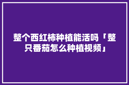 整个西红柿种植能活吗「整只番茄怎么种植视频」 整个西红柿种植能活吗「整只番茄怎么种植视频」 土壤施肥