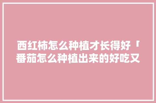 西红柿怎么种植才长得好「番茄怎么种植出来的好吃又甜」 番茄种植技巧 西红柿怎么种植才长得好「番茄怎么种植出来的好吃又甜」 西红柿怎么种植才长得好「番茄怎么种植出来的好吃又甜」 番茄种植技巧