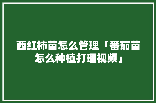 西红柿苗怎么管理「番茄苗怎么种植打理视频」 西红柿苗怎么管理「番茄苗怎么种植打理视频」 番茄种植技巧