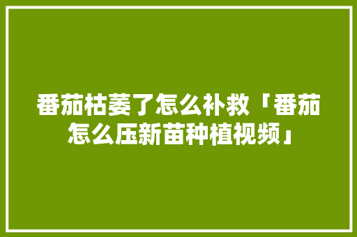 番茄枯萎了怎么补救「番茄怎么压新苗种植视频」