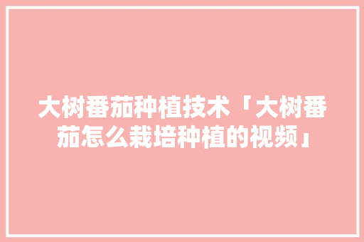 大树番茄种植技术「大树番茄怎么栽培种植的视频」 大树番茄种植技术「大树番茄怎么栽培种植的视频」 番茄种植技巧