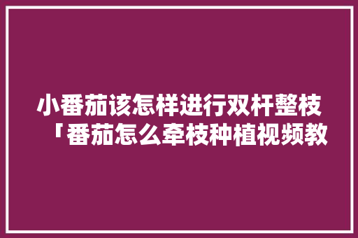 小番茄该怎样进行双杆整枝「番茄怎么牵枝种植视频教程」 小番茄该怎样进行双杆整枝「番茄怎么牵枝种植视频教程」 番茄种植技巧