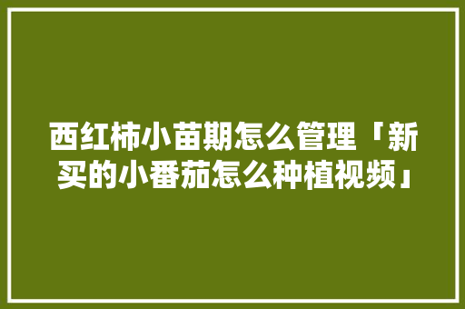 西红柿小苗期怎么管理「新买的小番茄怎么种植视频」 西红柿小苗期怎么管理「新买的小番茄怎么种植视频」 番茄种植技巧