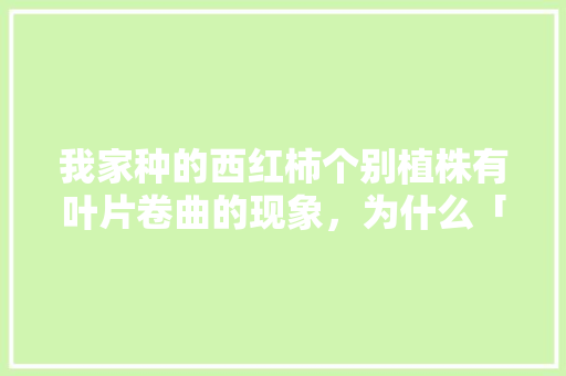 我家种的西红柿个别植株有叶片卷曲的现象，为什么「流星柿子图片」