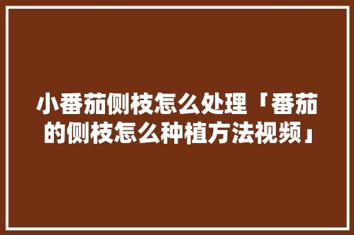 小番茄侧枝怎么处理「番茄的侧枝怎么种植方法视频」 小番茄侧枝怎么处理「番茄的侧枝怎么种植方法视频」 土壤施肥