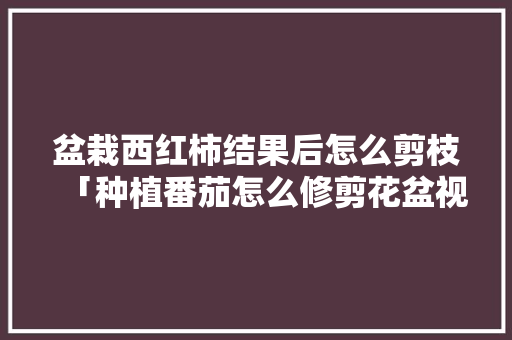盆栽西红柿结果后怎么剪枝「种植番茄怎么修剪花盆视频」 盆栽西红柿结果后怎么剪枝「种植番茄怎么修剪花盆视频」 农业常识