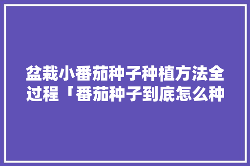 盆栽小番茄种子种植方法全过程「番茄种子到底怎么种植的」 盆栽小番茄种子种植方法全过程「番茄种子到底怎么种植的」 番茄种植技巧